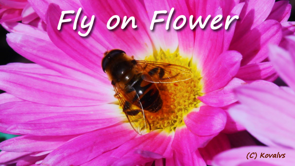 Fly on Flower