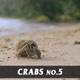 Crabs No.5 - VideoHive Item for Sale