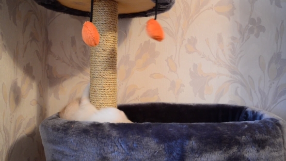 Beige Kitten Playing With a Toy And  Scratching Post