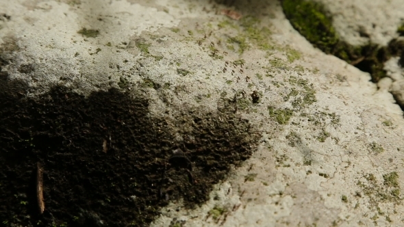 Many Ants Move The Stone.