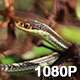 Garter Snake in the Grass - VideoHive Item for Sale