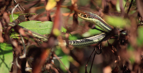 Garter Snake in the Grass