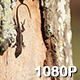 Female Green Anole on a Tree Trunk - VideoHive Item for Sale