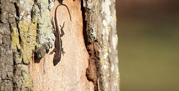 Female Green Anole on a Tree Trunk