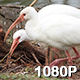 Two White Ibis Foraging - VideoHive Item for Sale