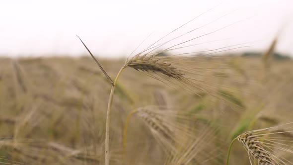 Wheat Field