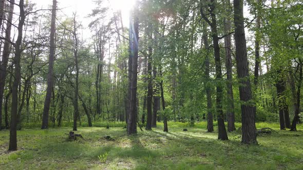 Wild Forest Landscape on a Summer Day