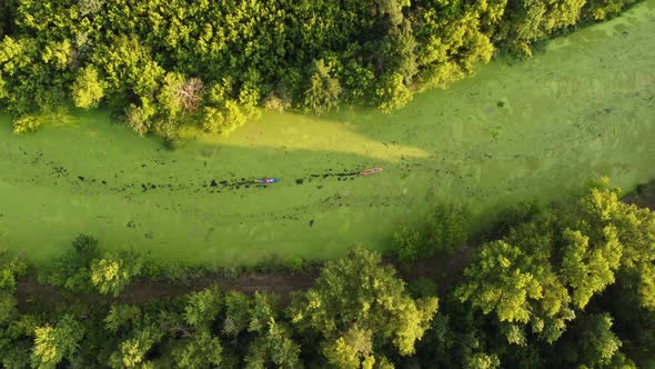 Aerial View of a Group of Kayaks Traveling on a Forest River on a Summer Day