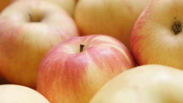 Organic fresh  apple pile close-up 4K 2160p UHD panning footage - Background made of Malus pumila do