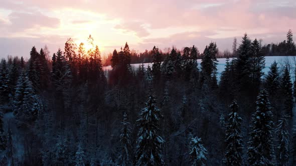 Golden Hour  Sunrays Over the Evergreen Trees Covered with Snow During Snowfall Season