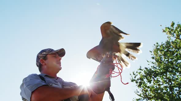 Falcon eagle perching on mans hand