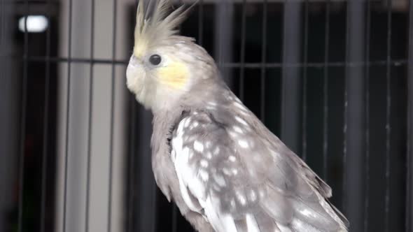 White gray parrot in a cage