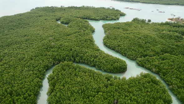 curved tropical green mangrove forest river on an island in thailand from above, aerial