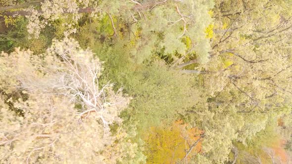 Vertical Video of Trees in the Forest in Autumn