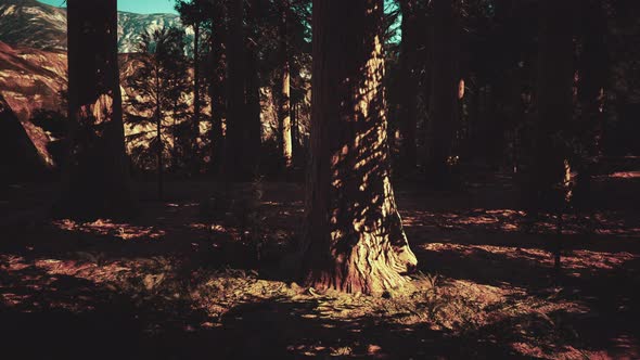 Giant Sequoias Trees or Sierran Redwood Growing in the Forest