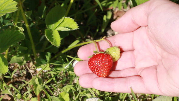 Man's Hand Gathering Strawberry Crop in The Garden