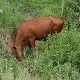 Jersey Cow Scratching Her Head onThe Ground - VideoHive Item for Sale