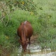 Jersey Cow Drinking From a Pond  - VideoHive Item for Sale