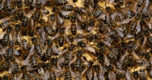 |European Honey Bee, apis mellifera, black bees on a brood frame, Queen in the middle