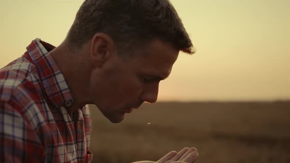 Agronomist Man Face Check Inspect Wheat Grains at Morning Sunrise Farmland