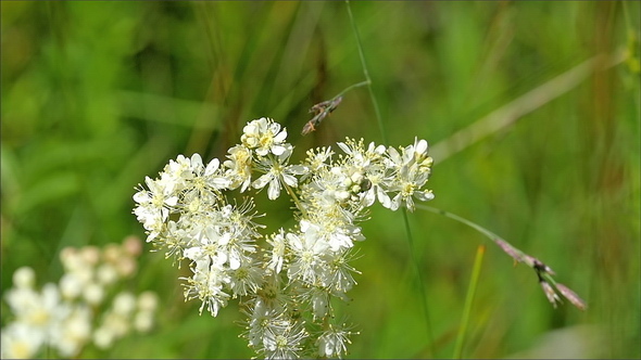 The White Flower With the Bee Climbing on it