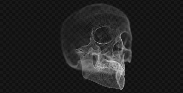 Grid of Human Skull 2