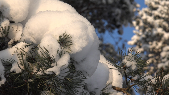 Forest in Winter 2