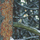 Woodpecker - VideoHive Item for Sale