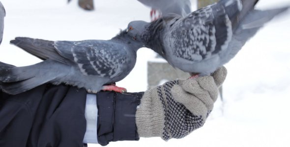 Feeding Pigeons from Hand in a Park