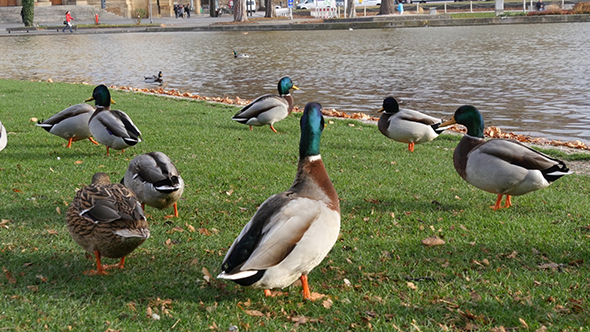 Lake With Ducks In Stuttgart