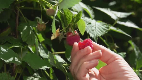 Female Hands Are Picking Ripe Raspberries From the Bush 