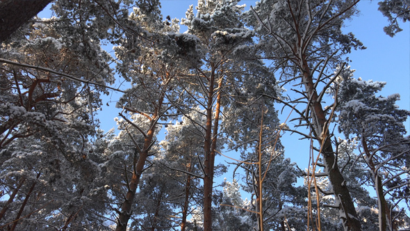Forest in Winter 1