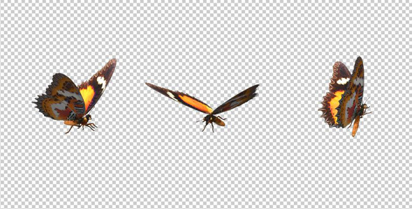 Flying Butterfly - Lacewing