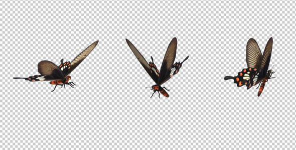 Flying Butterfly - Rose Swallowtail