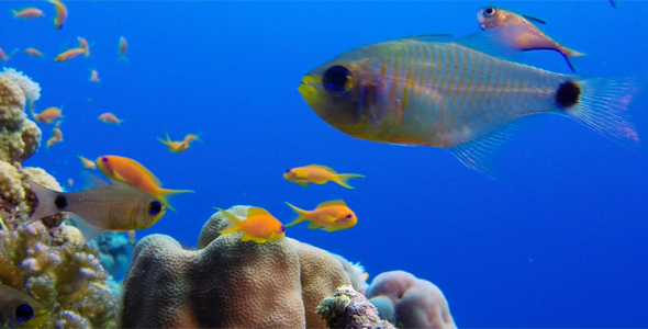 Beautiful Underwater Colorful Corals and Fishes