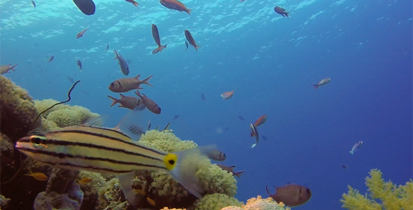 Beautiful Underwater Colorful Corals and Fishes