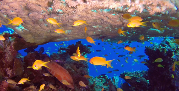 Underwater Colorful Tropical Fish and Table Coral