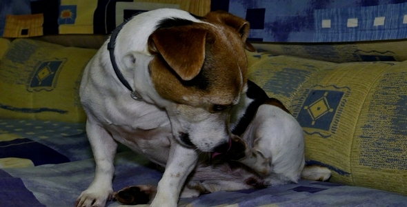 Jack Russell Terrier 1