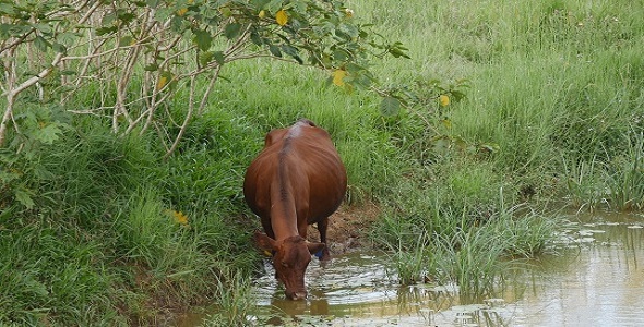 Jersey Cow Drinking From a Pond 