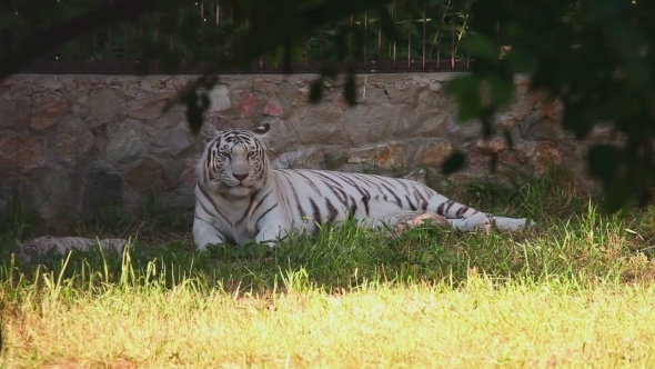 Tigress And Her Cubs