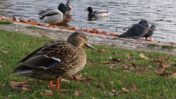 Lake With Ducks In Stuttgart