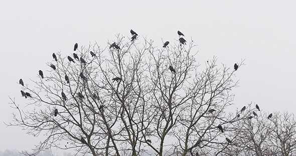 Black Ravens on the Tree Branch