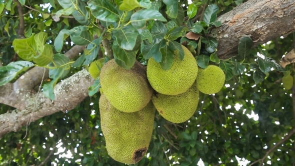 Jackfruit On The Tree
