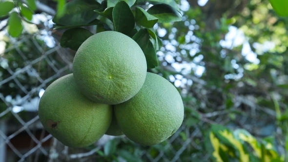 Pomelo Fruit On The Tree