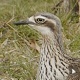 Bush Stone Curlew Attacking Echidna - VideoHive Item for Sale