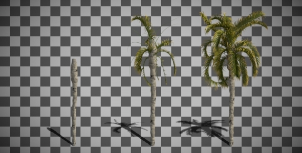 Growing Palm Tree Animation