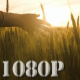 Girl Hand into the Sunset - VideoHive Item for Sale