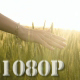 Girl Hand through Cereal Field - VideoHive Item for Sale