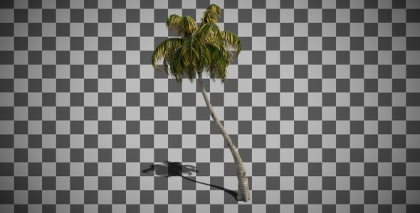 Coconut Palm Tree Swaying In The Wind alt