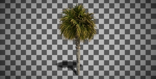 Small Palm Tree Swaying In The Wind alt